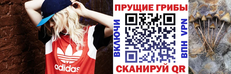 Псилоцибиновые грибы Psilocybe  Задонск 